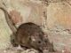 Tips For Natural Pest Control In The Home. Tips For Natural Pest Control In The Home.